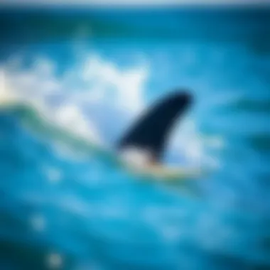 Surf Fins Enhancing Performance on Waves Surf fins in action on a wave