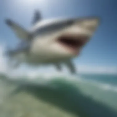 Bull Shark Engaged in Hunting Behavior Bull shark hunting in the ocean