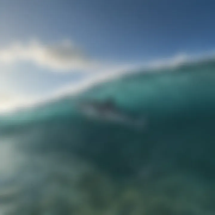 Underwater view of a coastal region favored by great whites