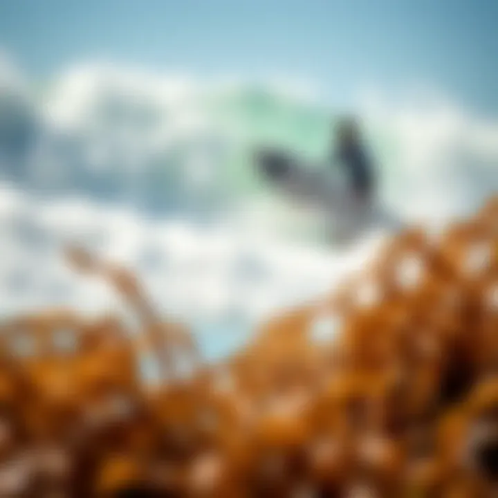 Economic impact of seaweed in local markets