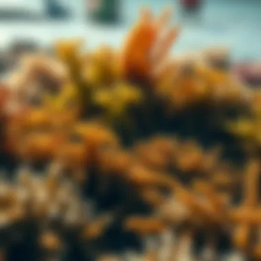 Marine ecosystem highlighting diverse seaweed species