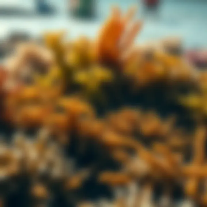 Marine ecosystem highlighting diverse seaweed species