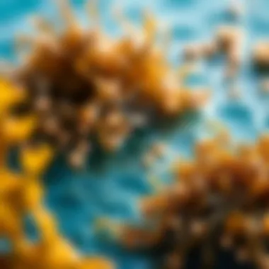 Nutritional analysis of seaweed showcasing vitamins and minerals