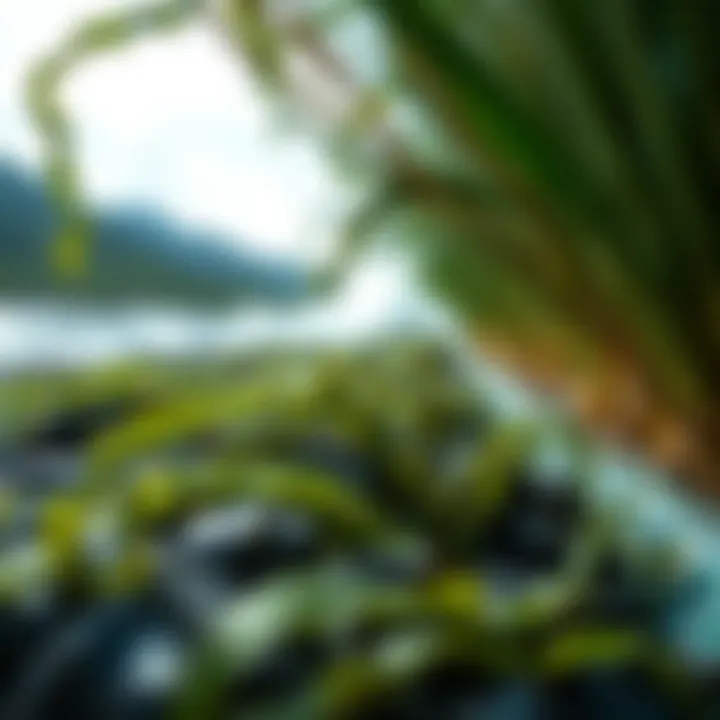 Sustainable seaweed farming practices