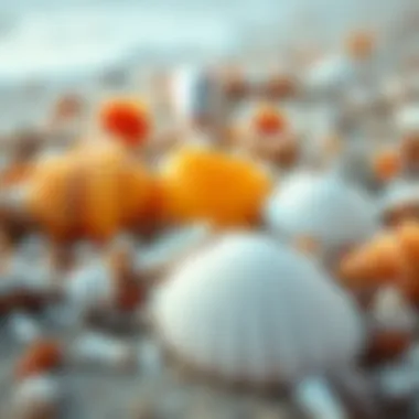 Seashells on the Beach Close-up of seashells on the beach