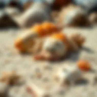 Nature's Instruments Close-up of seashells on the sand