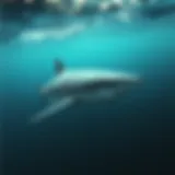 Great white shark swimming gracefully in the Gulf waters.