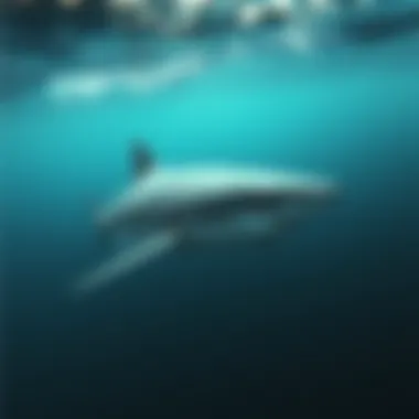 Great white shark swimming gracefully in the Gulf waters.