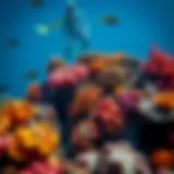 Coral Reef in Optimal Wetsuit Conditions Colorful coral reef underwater scene