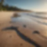 A serene beach scene during low tide, highlighting the natural habitat of sharks