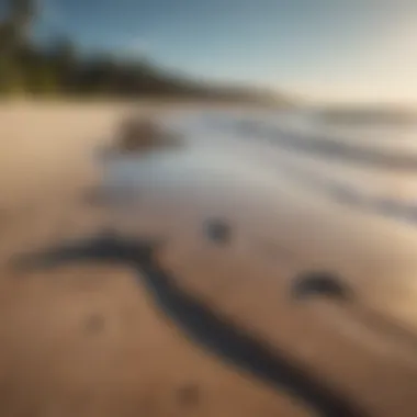 A serene beach scene during low tide, highlighting the natural habitat of sharks